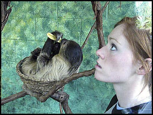 IW2TZ* -  Sloth and Young Woman-feedtime2.jpg