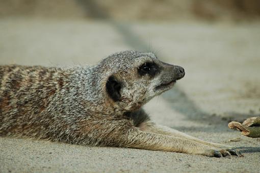 Dublin Zoo-meercat-1.jpg