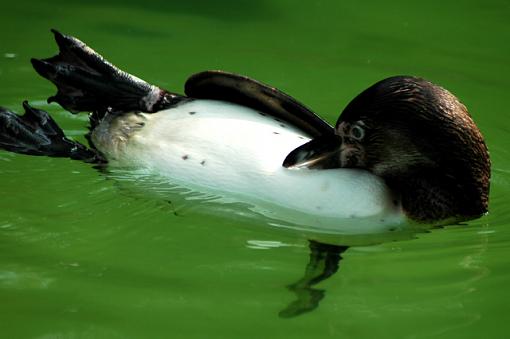 Dublin Zoo-penguin.jpg