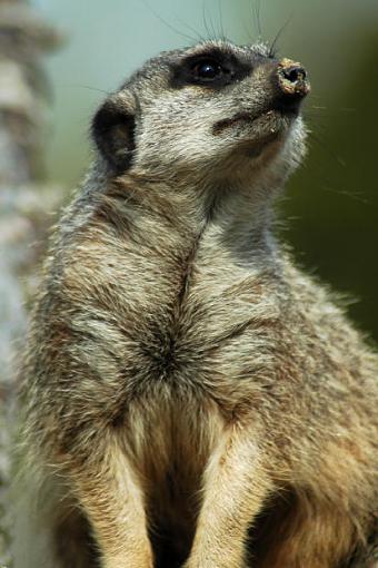 Dublin Zoo-meercat3.jpg