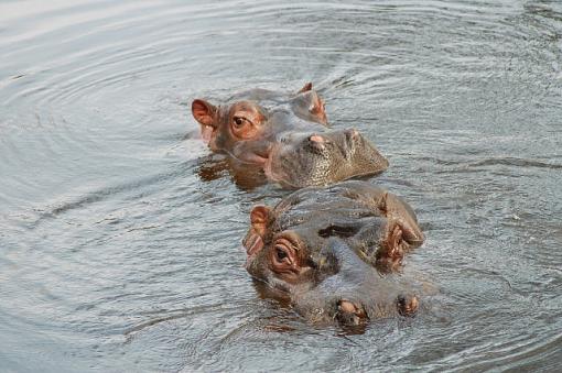 Dublin Zoo-hippos.jpg