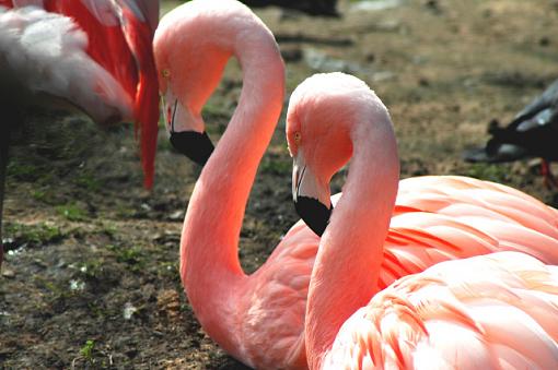 Dublin Zoo-flamingoes.jpg
