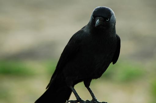 Dublin Zoo-blackbird.jpg