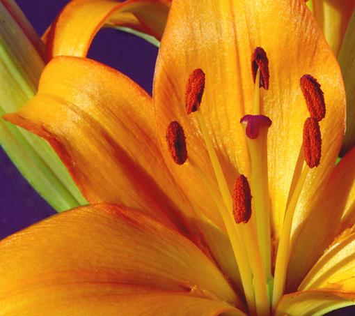 Orange Lilly-dsc_6501.crop-jpg.jpg