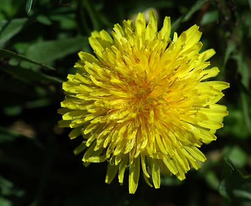 DAFFIES!!  post your spring flowers here!-dandy.jpg