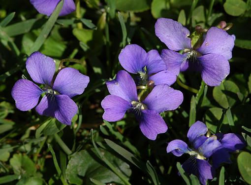 DAFFIES!!  post your spring flowers here!-violets.jpg