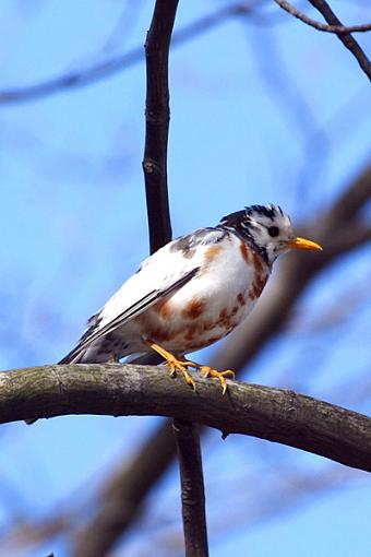 bad image of a bird-l-robin6367.600.jpg