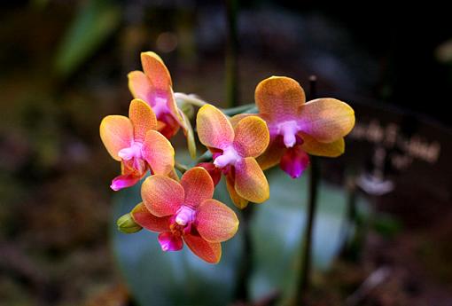 Orchids from NYC Orchid Show-orchid-1-int.jpg