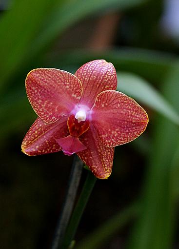 Orchids from NYC Orchid Show-orchid-2-int.jpg