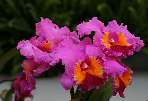 Orchids from NYC Orchid Show-orchid-3-int.jpg