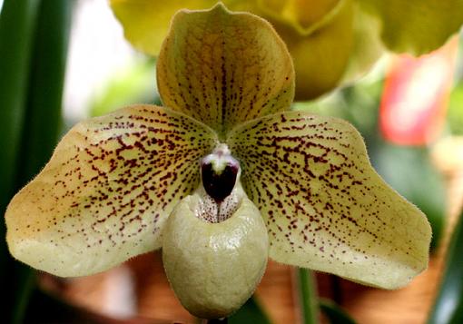 Orchids from NYC Orchid Show-orchid-9-int.jpg