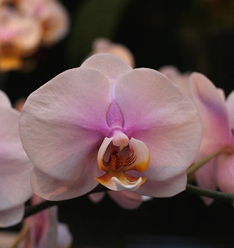 Orchids from NYC Orchid Show-orchid-10-int.jpg