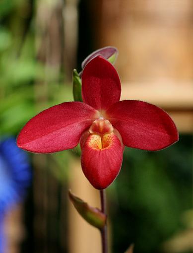 Orchids from NYC Orchid Show-orchid-6-int.jpg