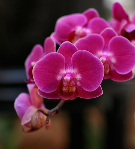 Orchids from NYC Orchid Show-orchid-11-int.jpg