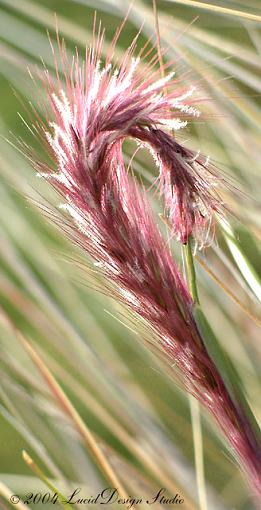 Santa Barbara coast wildgrass-grass.jpg