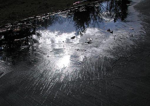 No words: Reflections-puddle.jpg