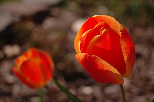 just some tulips:inside and out-tulip.jpg