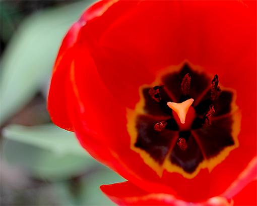 just some tulips:inside and out-tulip-4.jpg