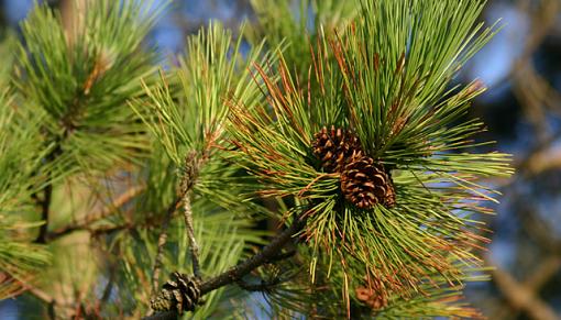 Green-pinecones.jpg