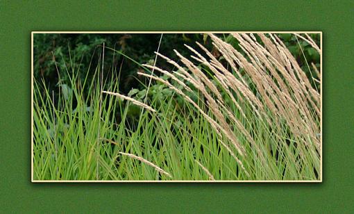 Green-grasses_cropped1.jpg