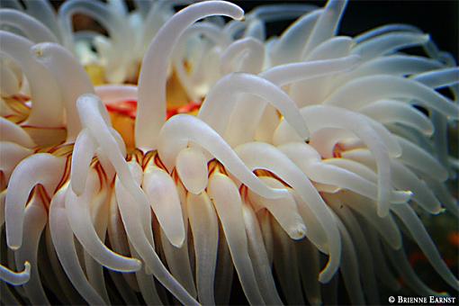 Sea-Star's Lunch, and others...-1524orangewhiteanenome.jpg