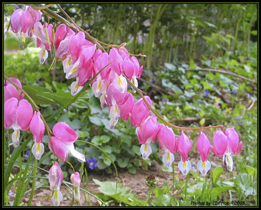 Bleeding Hearts - Flowers-bhtsfinal.jpg