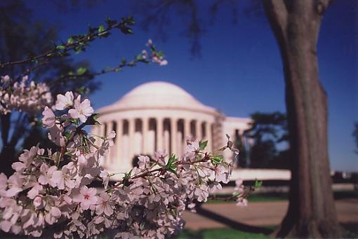 DC Cherryblossoms-jeff-mon.jpg