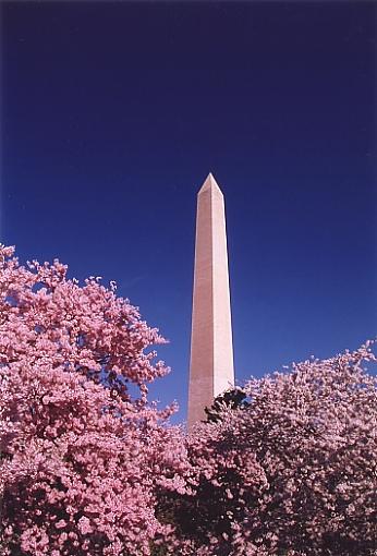 DC Cherryblossoms-mon2.jpg