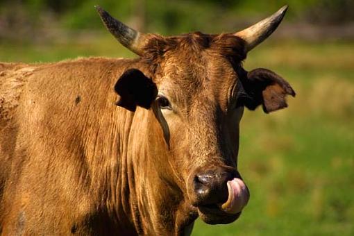 Funny Animals!!!-small-cow.jpg