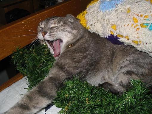 Funny Animals!!!-yawn-1-.jpg