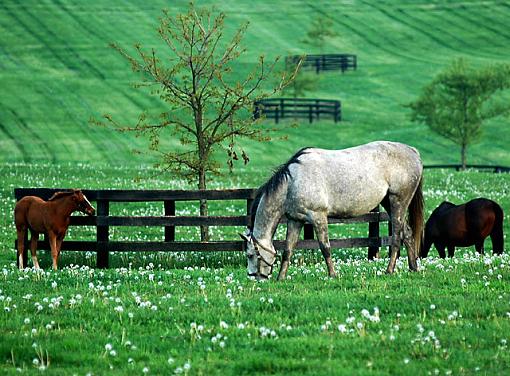 Life Among the Dandelions-life-among-dandelions.jpg