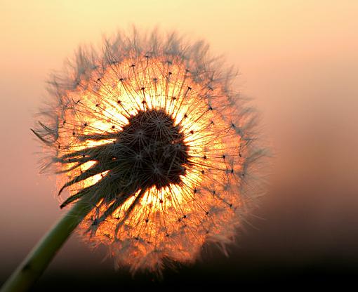 Dandelion Sunset-dsc_7085.jpg