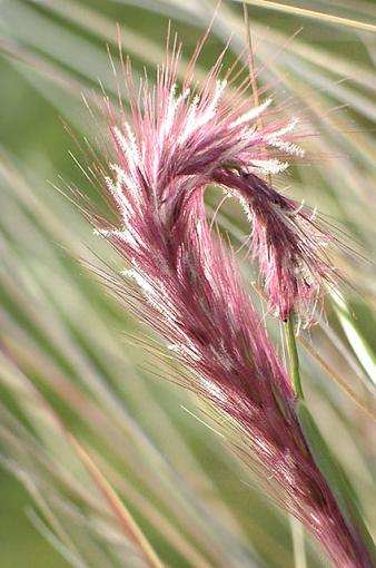 Santa Barbara coast wildgrass-wildgrass2.jpg