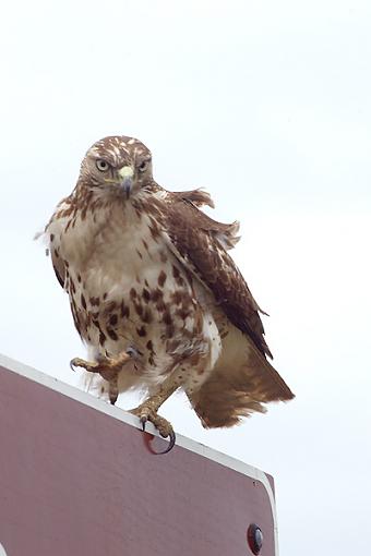 nutha hawk-c38d6990ad.jpg