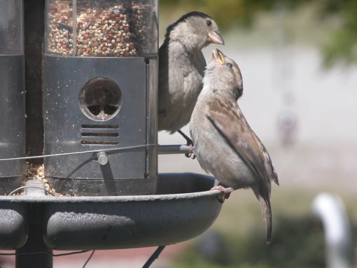 Lunch Time At The Feeder-feeder-19-pr.jpg