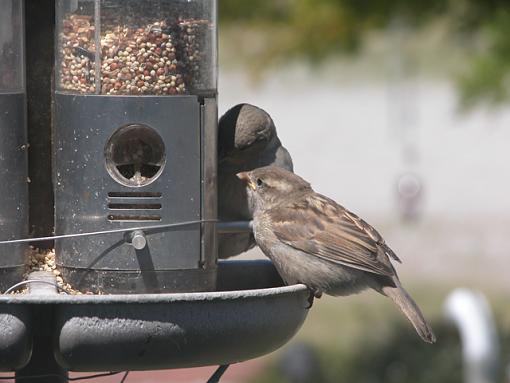 Lunch Time At The Feeder-feeder-20-pr.jpg