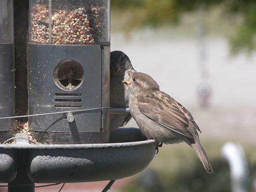 Lunch Time At The Feeder-feeder-21-pr.jpg