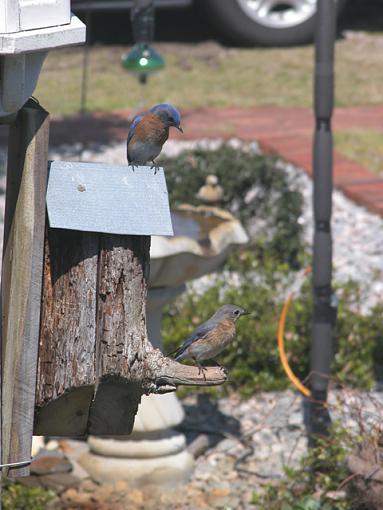 Playing House-bluebird-house-03-pr.jpg