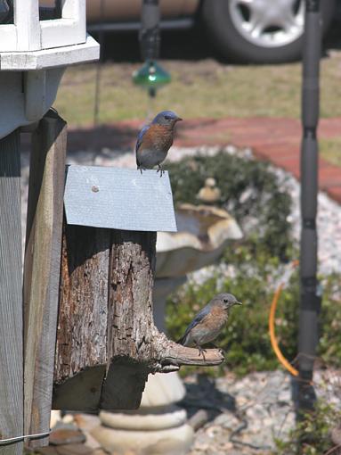 Playing House-bluebird-house-04-pr.jpg