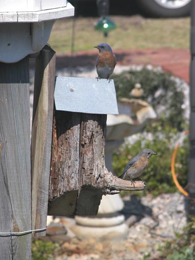 Playing House-bluebird-house-05-pr.jpg