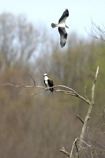 nutha hawk-osprey.jpg