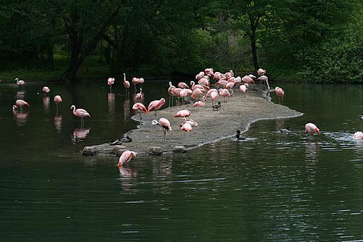 Official NYC Gathering Photos-pelicansint.jpg