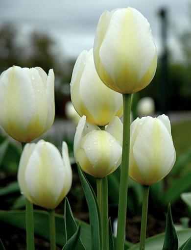 Tulips-tulipgroup1.jpg