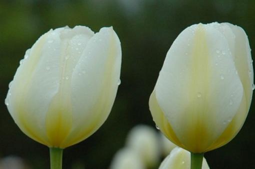 Tulips-twintulips.jpg