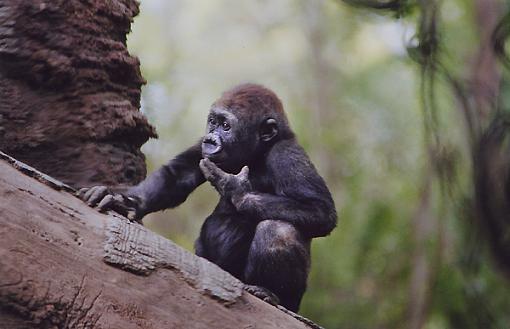 Official NYC Gathering Photos-baby-gorilla.jpg