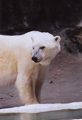 Official NYC Gathering Photos-polar-bear.jpg