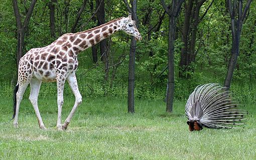 Official NYC Gathering Photos-giraffe.jpg