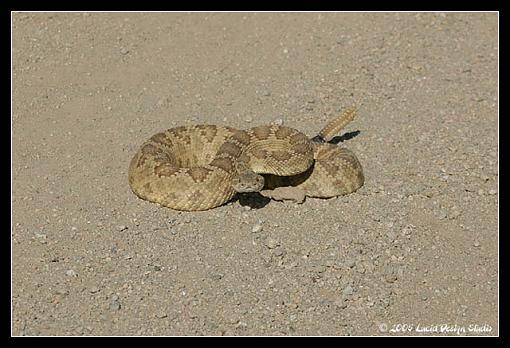 I'm still around...a few from the weekend-rattlesnake1.jpg