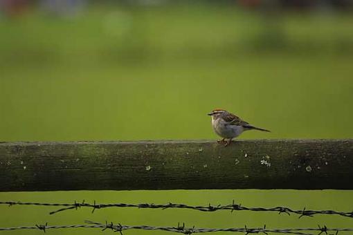 Birds Of Franklin NC-nc-209-.jpg