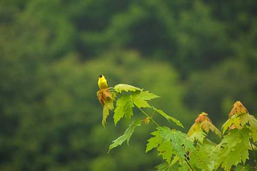 Birds Of Franklin NC-nc-229-.jpg